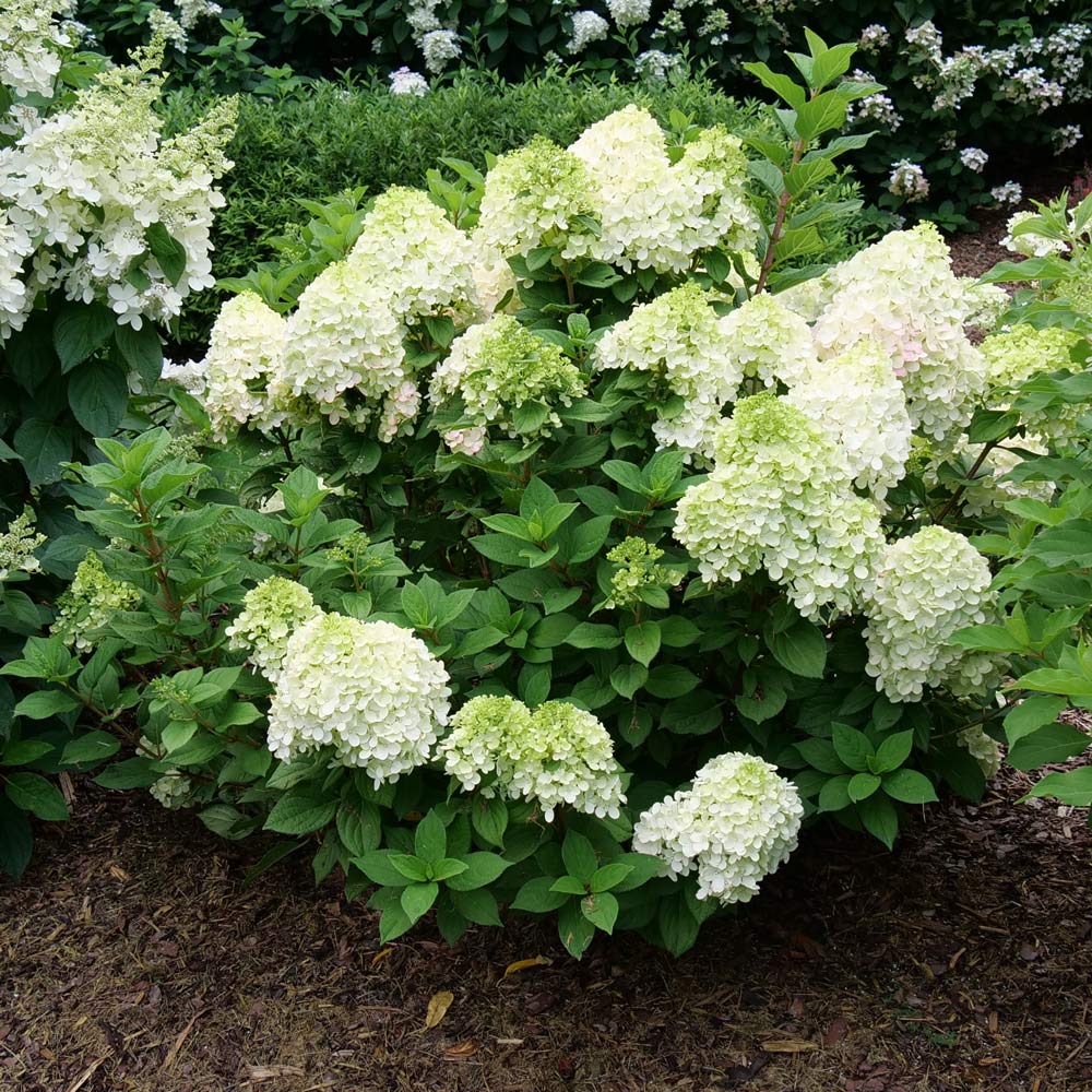 Hydrangea paniculata Little Lime Punch®