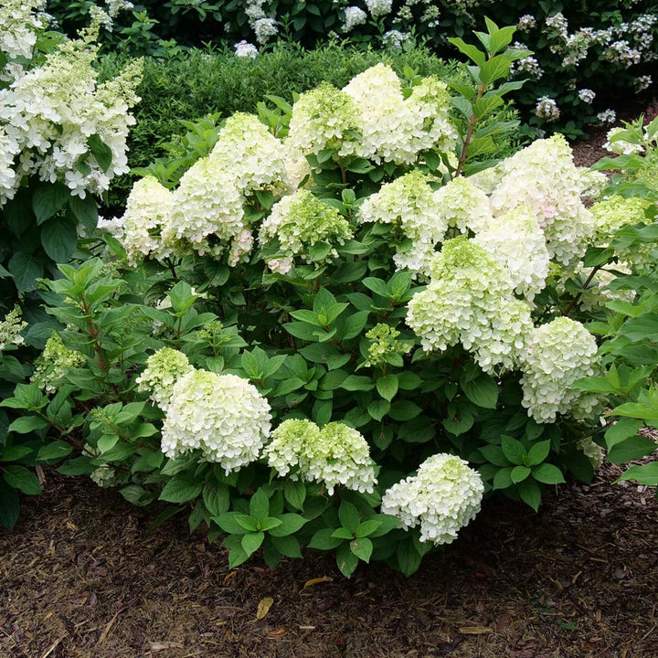Hydrangea paniculata Little Lime Punch®