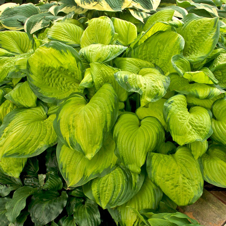Fragrant Hosta Collection