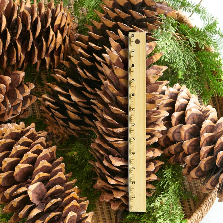 Magnificent Sugar Pine Cones