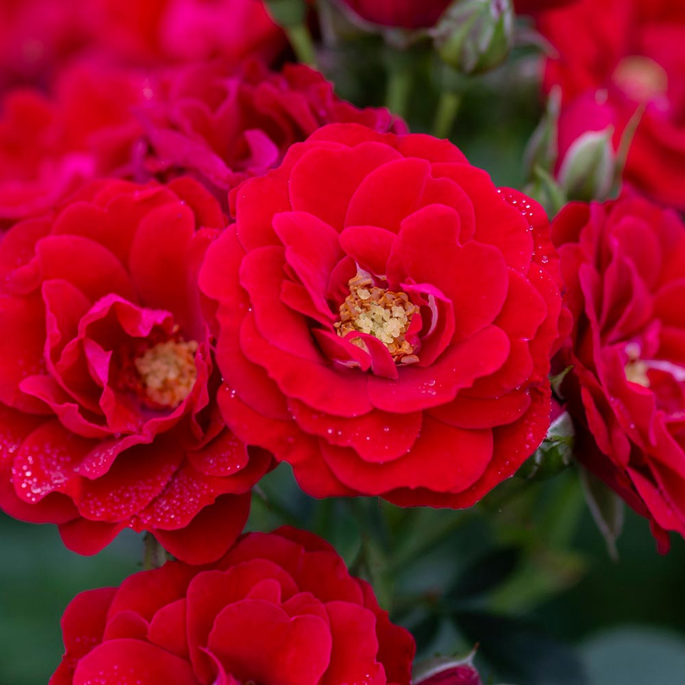Rose Cherry Frost™