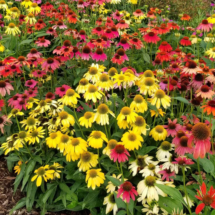 Echinacea 'Cheyenne Spirit'