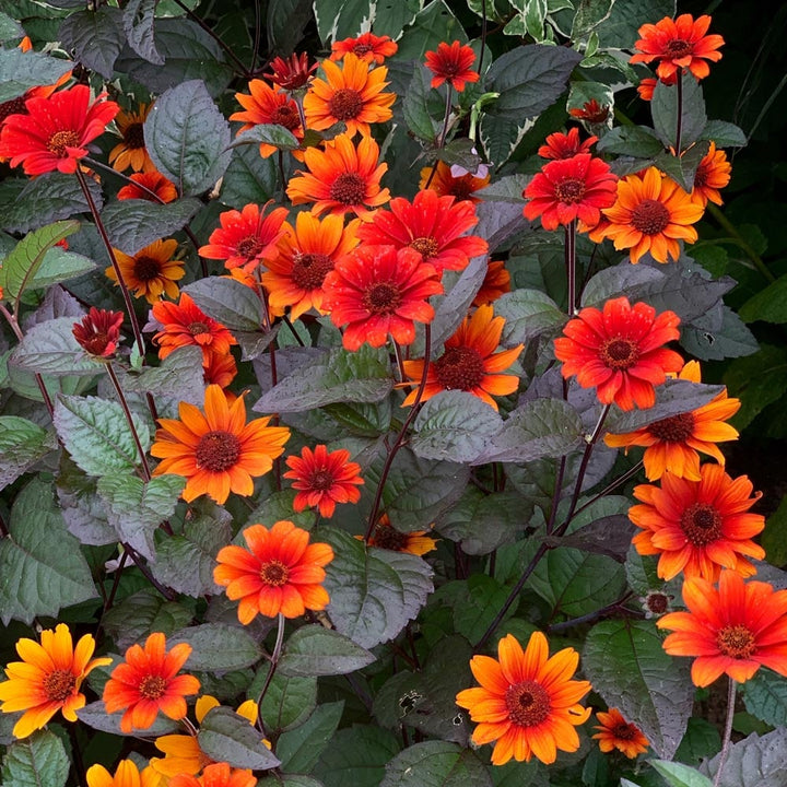 Heliopsis helianthoides var. scabra 'Bleeding Hearts'