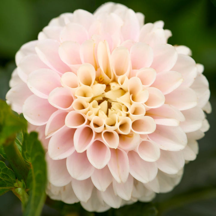 Dahlia 'Light Wizard'