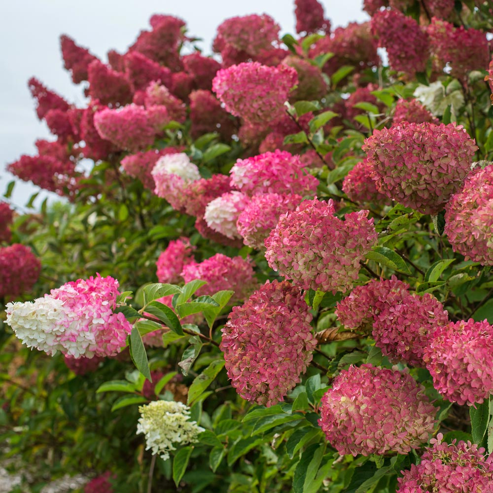 Hydrangea paniculata Berry White®