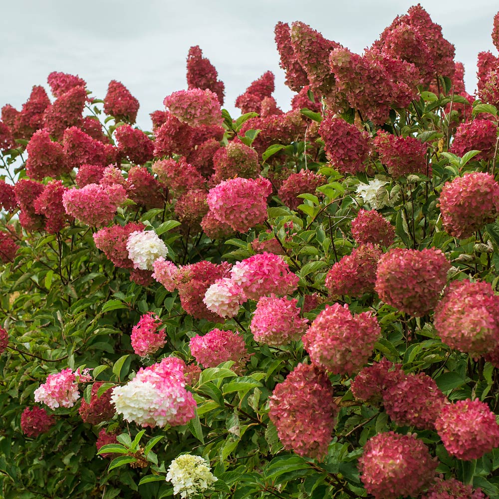 Hydrangea paniculata Berry White®