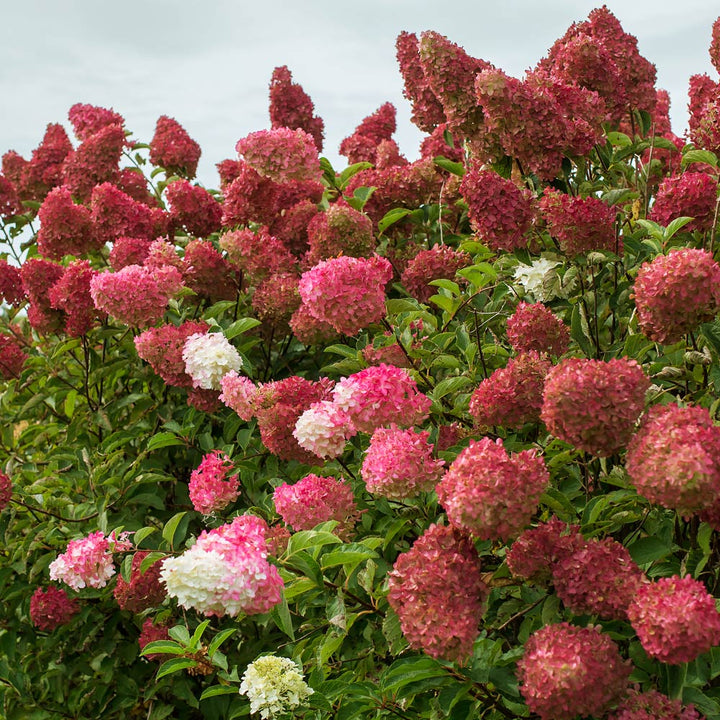 Hydrangea paniculata Berry White®