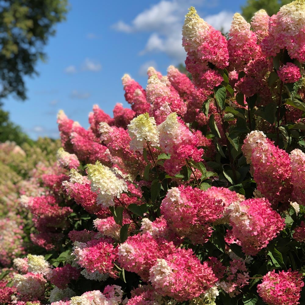 Hydrangea paniculata Berry White®