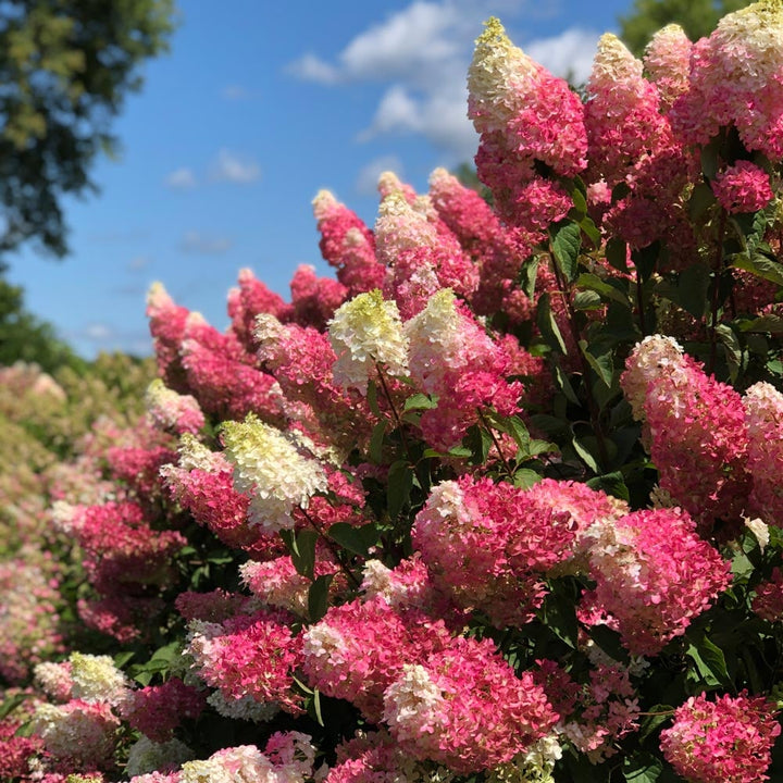 Hydrangea paniculata Berry White®