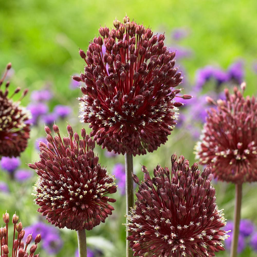 Allium amethystinum 'Red Mohican'
