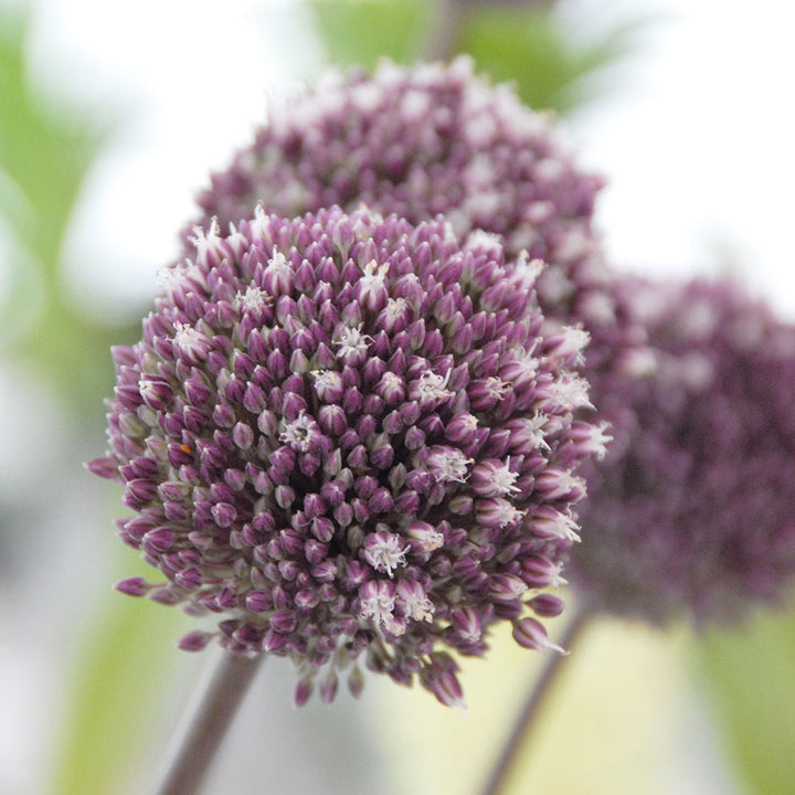 Allium 'Summer Drummer'
