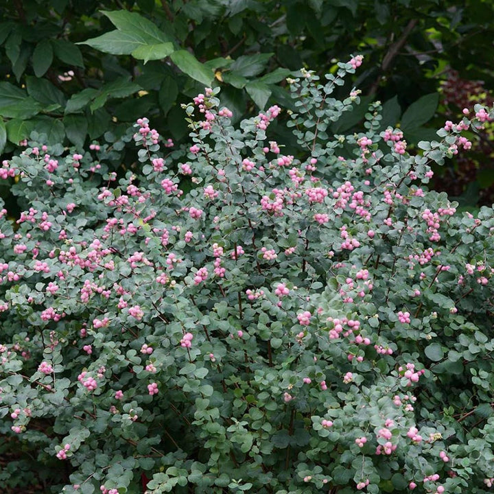 Symphoricarpos Proud Berry®