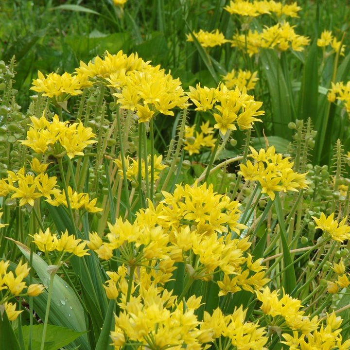 Allium moly