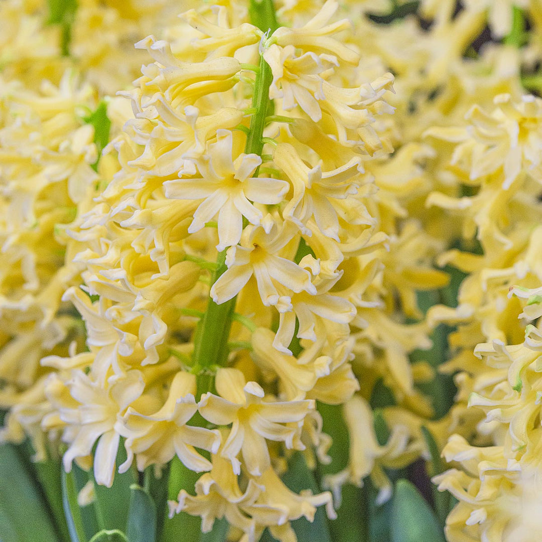 Hyacinthus orientalis 'Yellowstone'