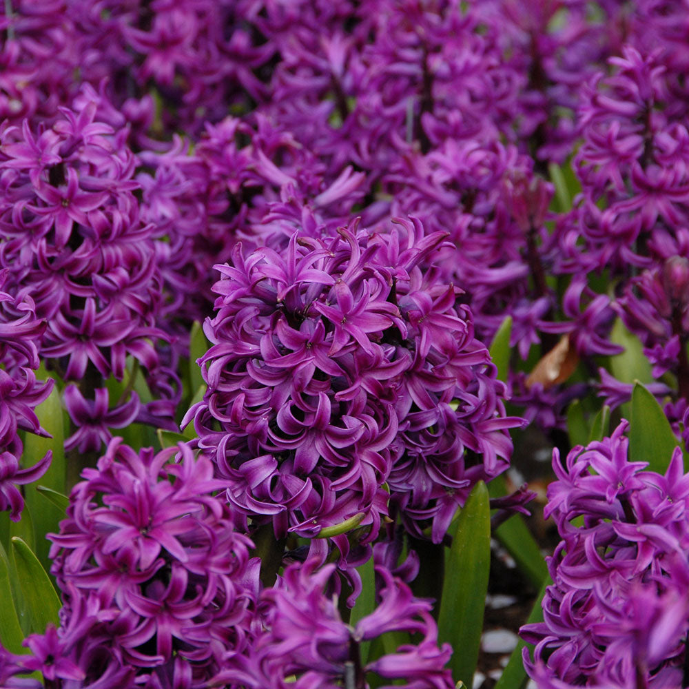 Hyacinthus orientalis 'Purple Sensation'