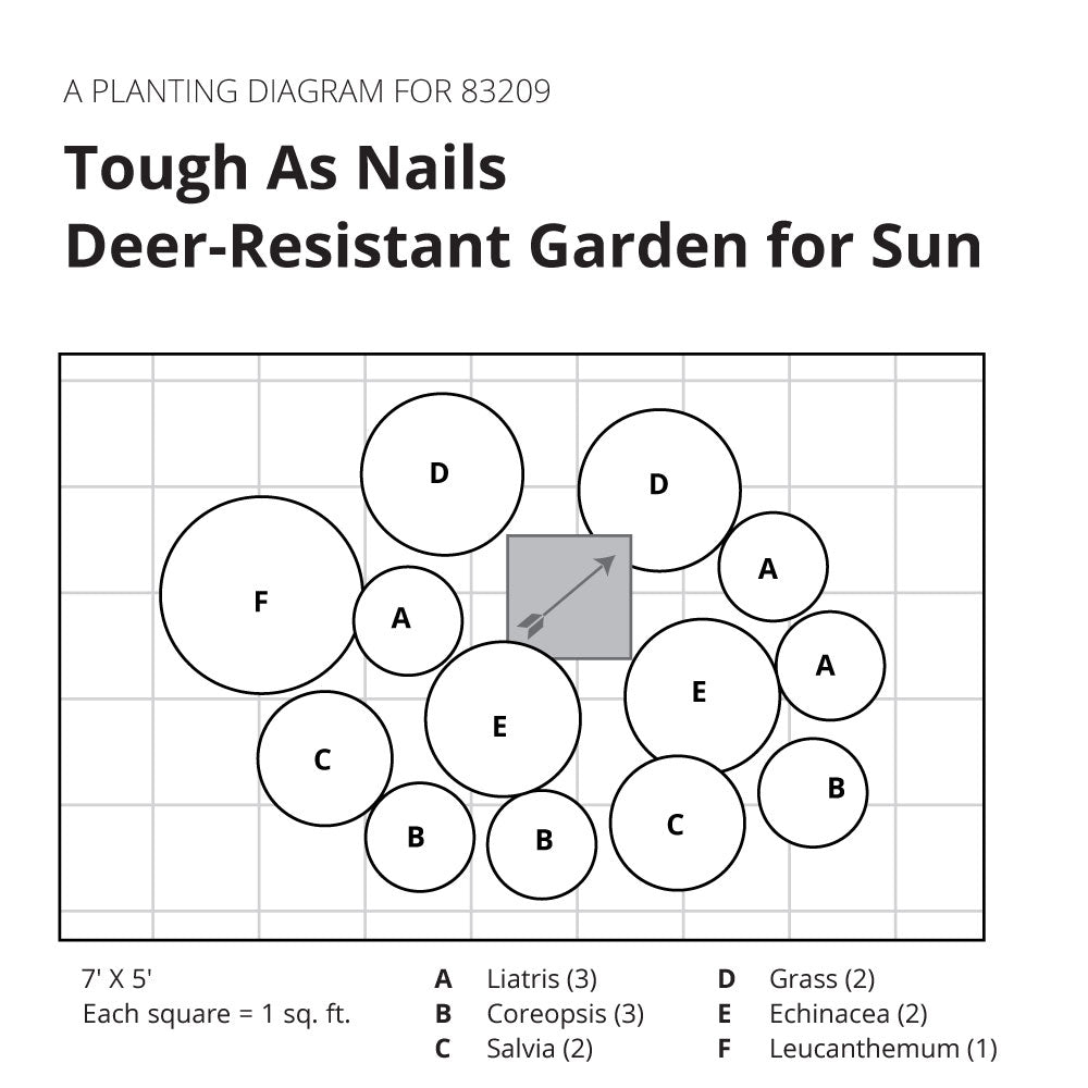 Tough As Nails Deer-Resistant Garden for Sun