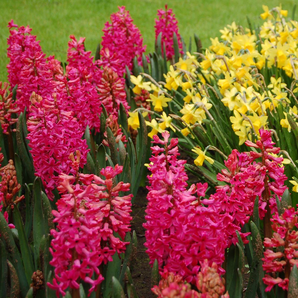 Hyacinthus orientalis 'Jan Bos'