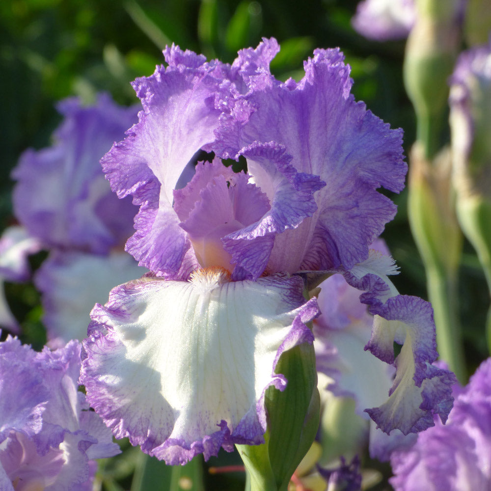 Reblooming Tall Bearded Iris Collection, 6 plants