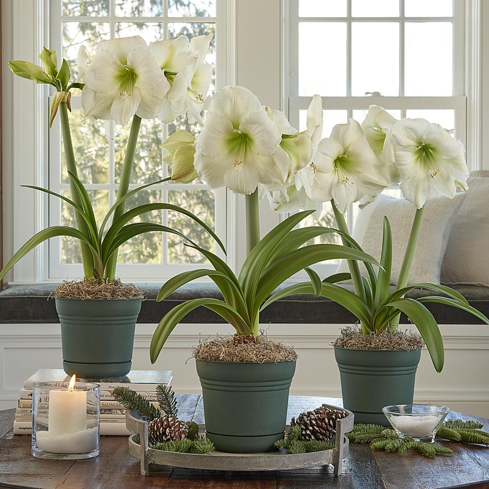 White Amaryllis in Nursery Pots to 3 Different Addresses - Standard Shipping Included