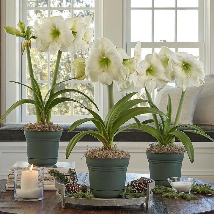 White Amaryllis in Nursery Pots to 3 Different Addresses - Standard Shipping Included