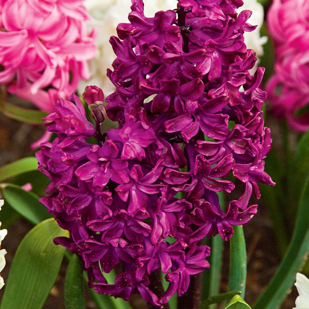 Rubies and Pearls Hyacinth Mix