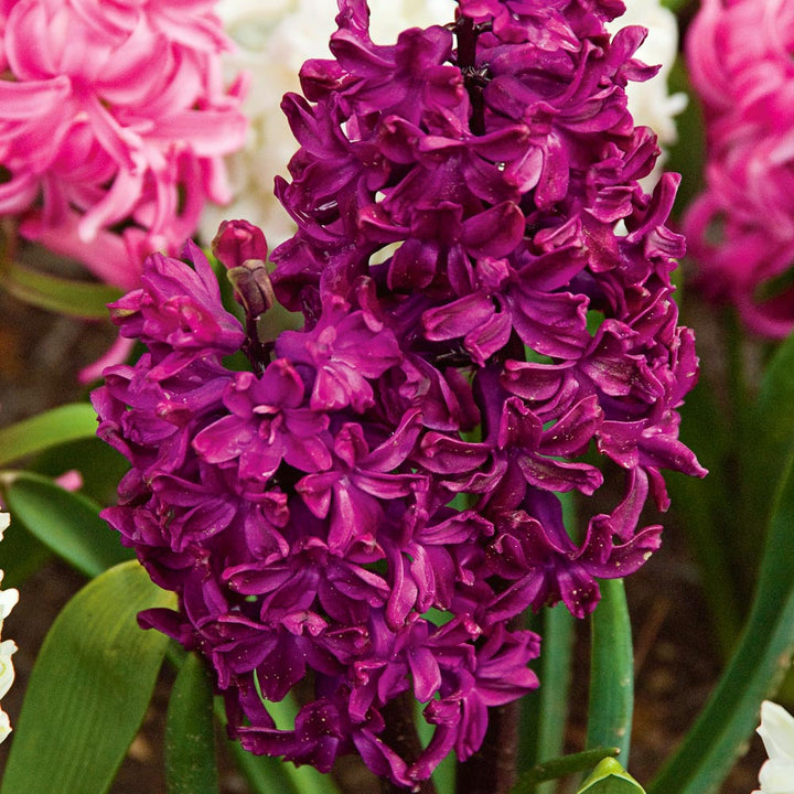 Rubies and Pearls Hyacinth Mix
