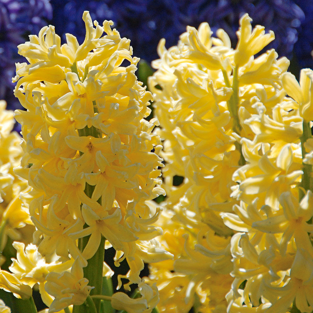 Vivid Hyacinth Mix