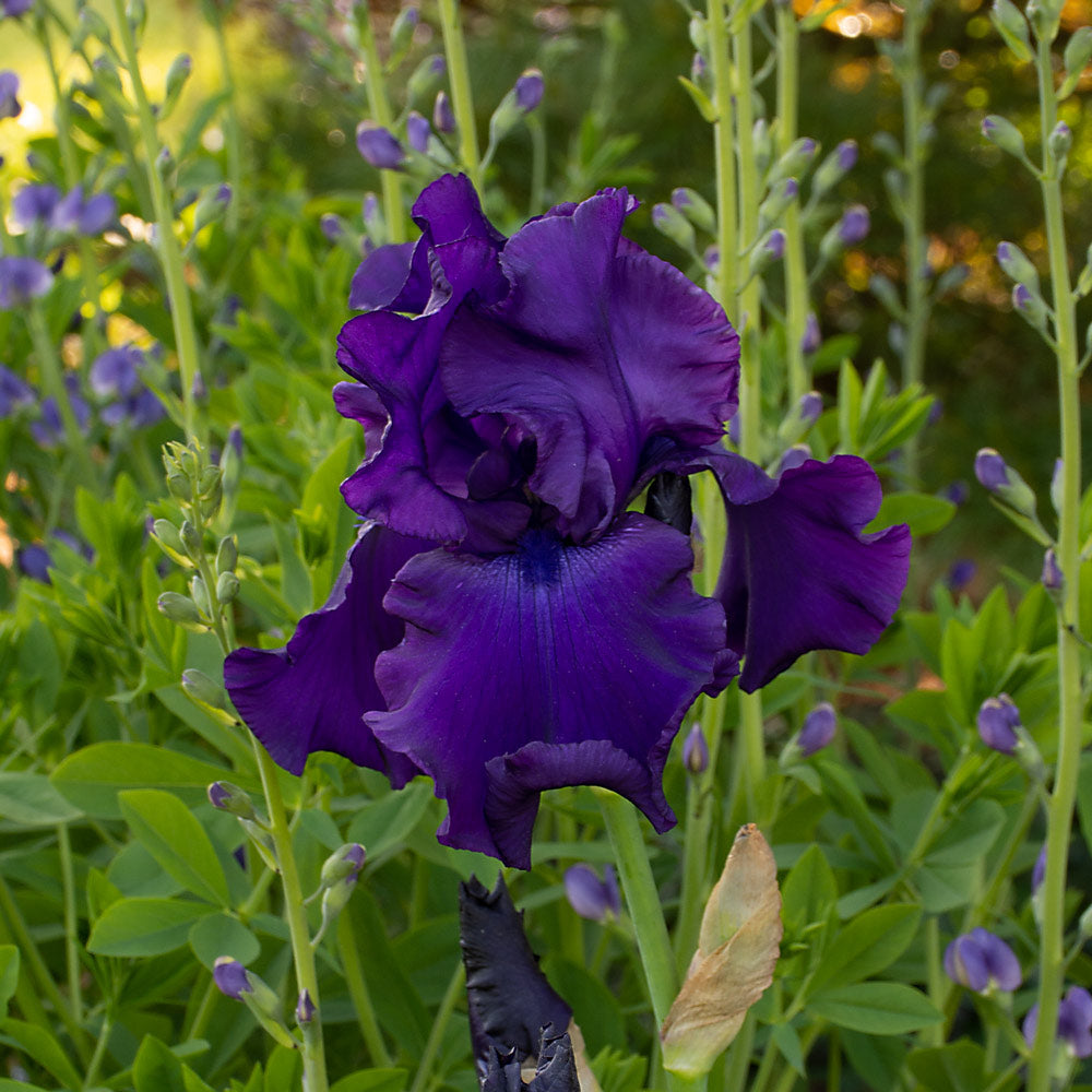 Bold Tall Bearded Iris Collection