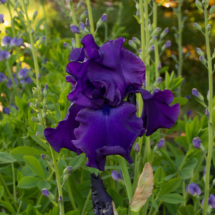 Bold Tall Bearded Iris Collection