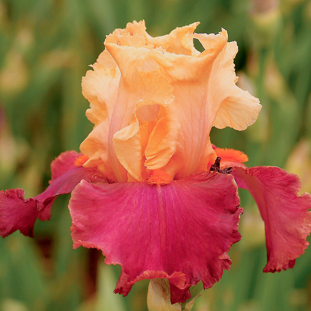 Iris germanica 'Frimousse'