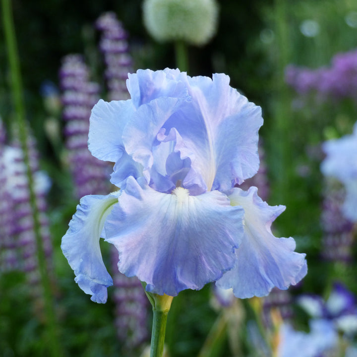 Reblooming Tall Bearded Iris Collection, 3 plants
