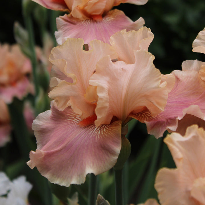 Iris germanica 'Entitled'