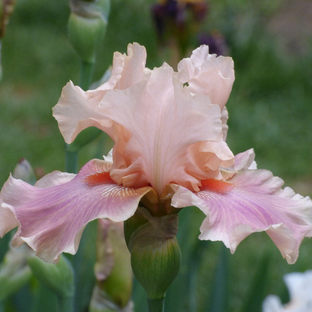 Iris germanica 'Entitled'