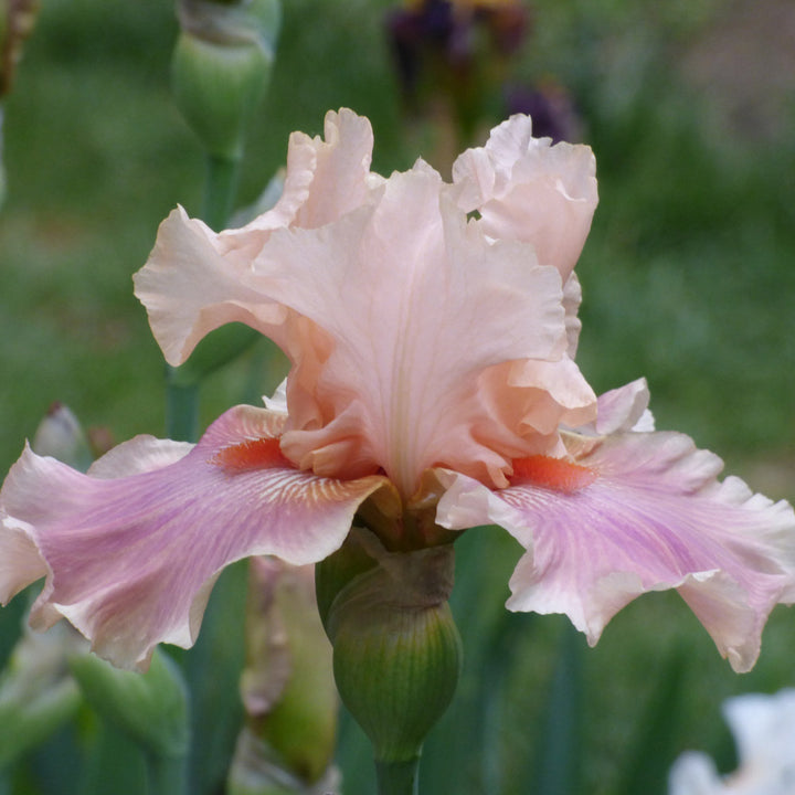 Iris germanica 'Entitled'