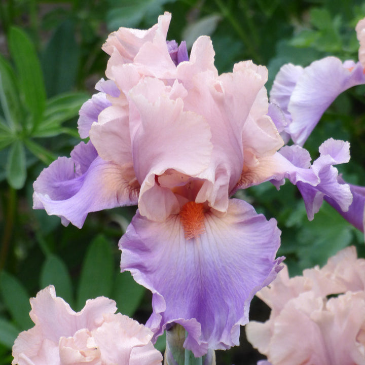 Iris germanica 'Discovered Treasure'
