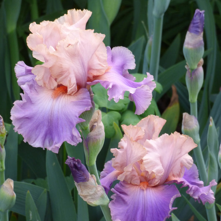 Iris germanica 'Discovered Treasure'
