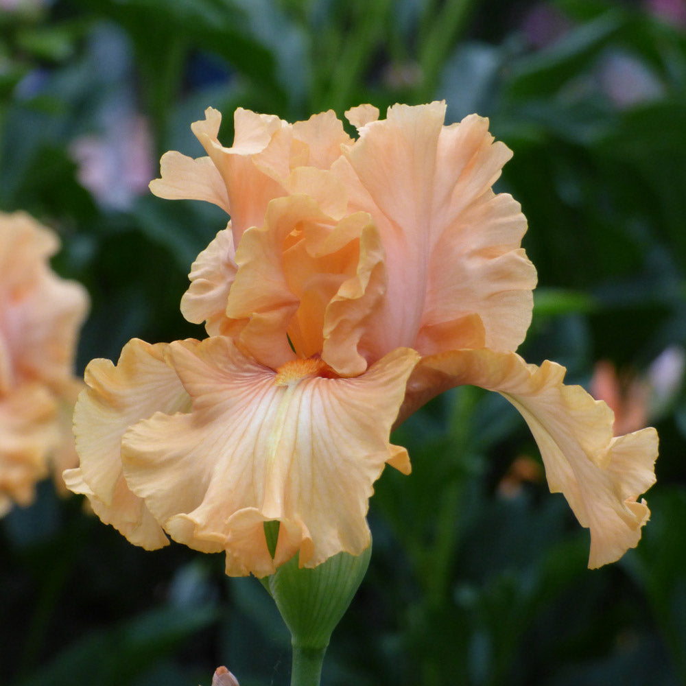 Iris germanica 'Mango Entrée'