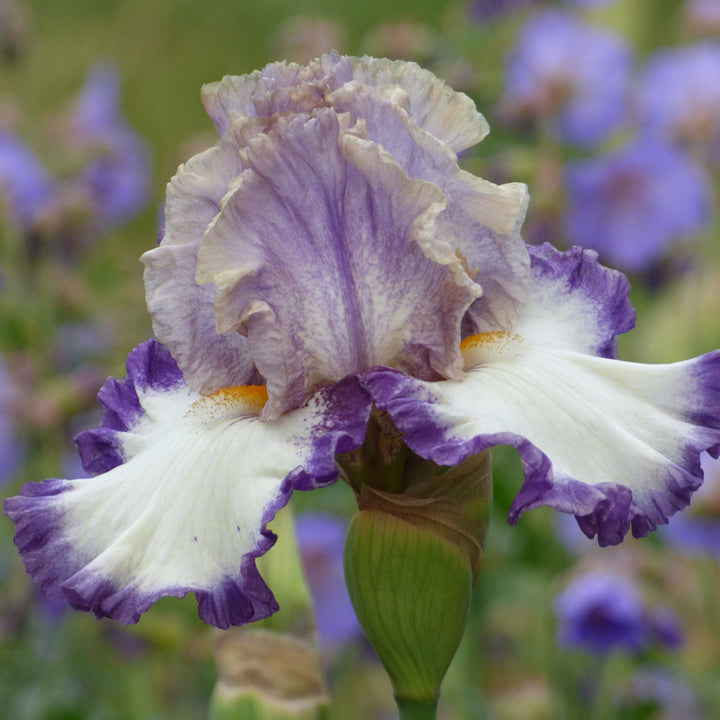 Iris germanica 'Grays Peak'
