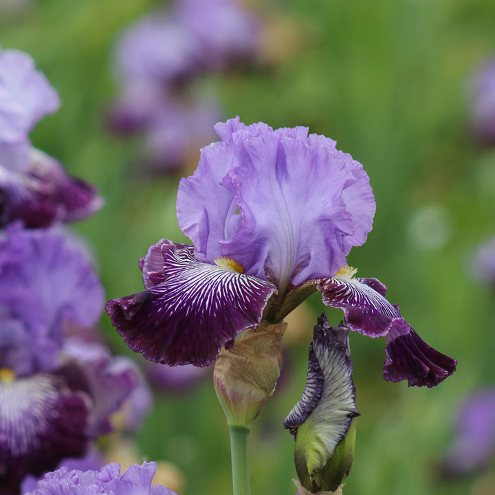 Iris germanica 'Jawbone Flats'