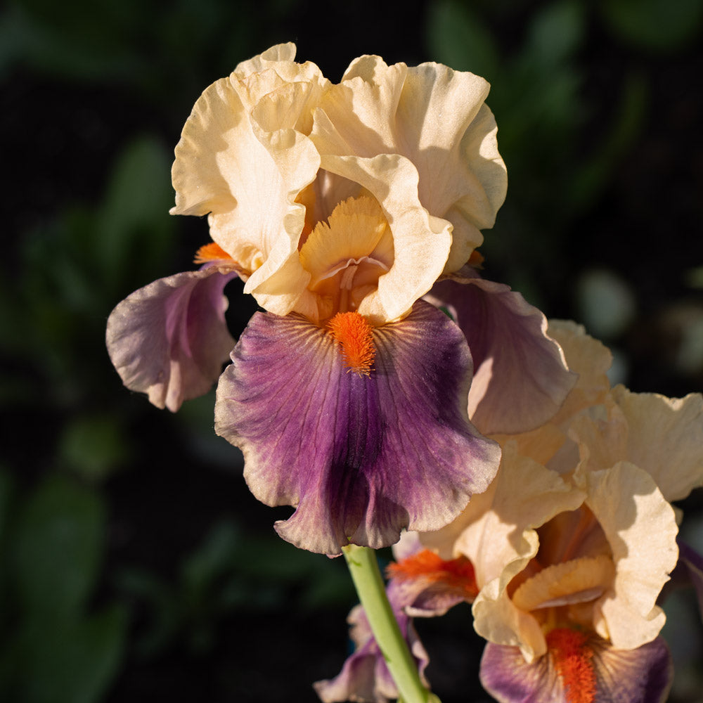 Iris germanica 'Smith Rock'
