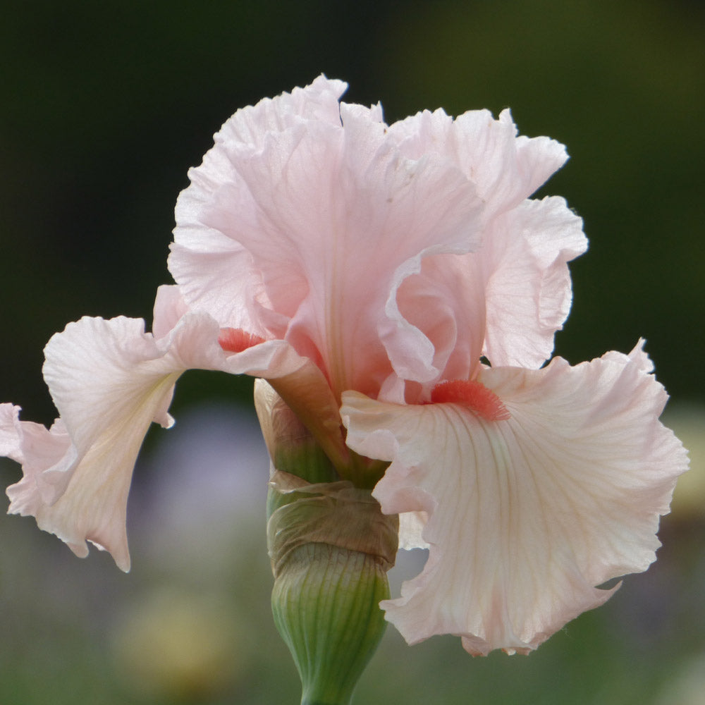 Iris germanica 'Irish Beauty'