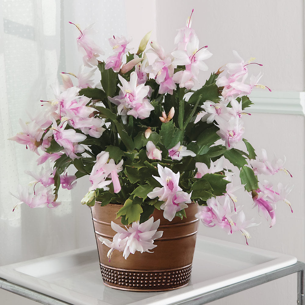 Blush Holiday Cactus in copper-toned cachepot