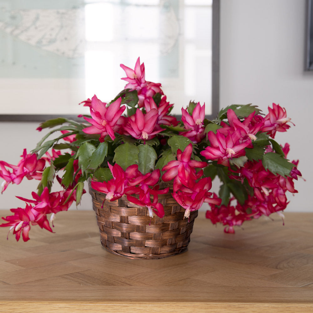 Red Holiday Cactus in woven basket