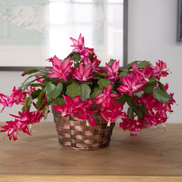 Red Holiday Cactus in woven basket
