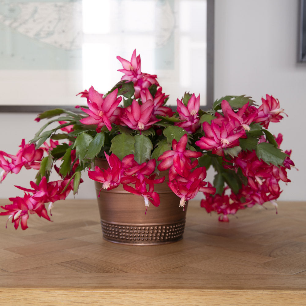 Red Holiday Cactus in copper-toned cachepot