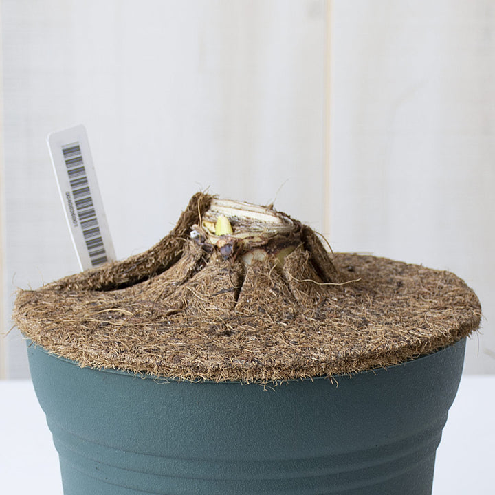 Amaryllis 'Samba,' one bulb in resin cachepot