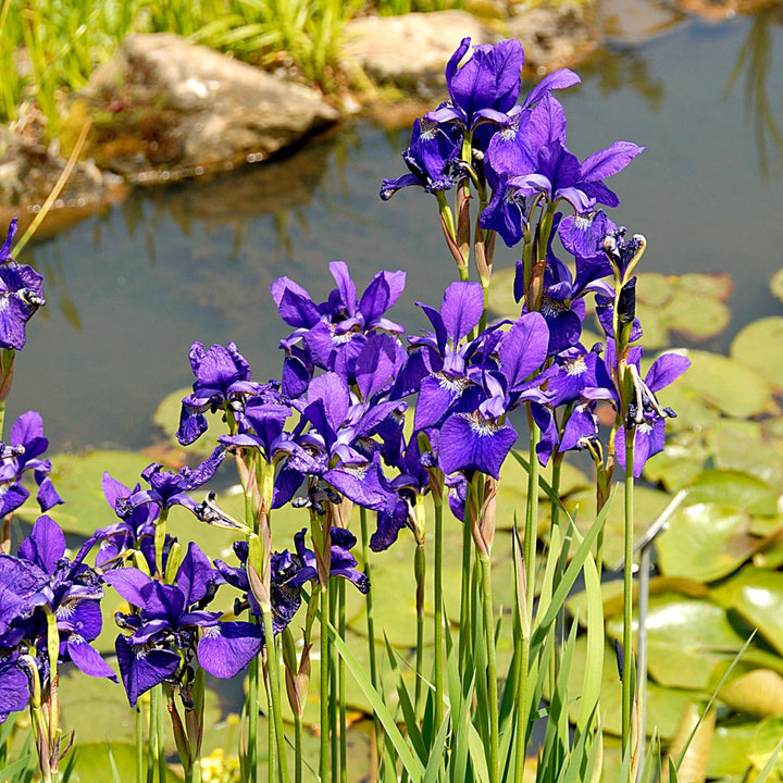 Iris sibirica 'Caesar's Brother'