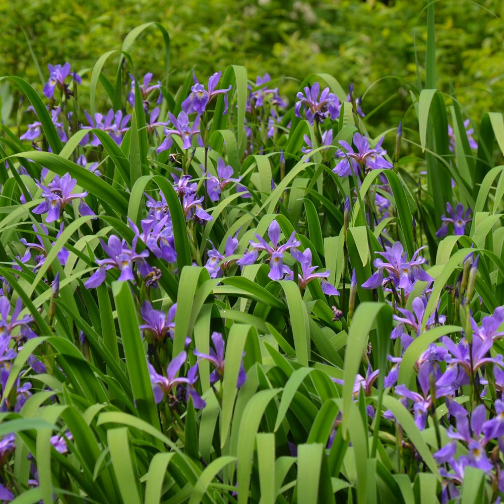 Iris versicolor 'Purple Flame'