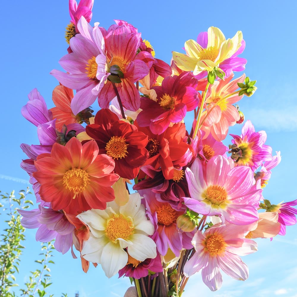 Bee Friendly Dahlia Mix