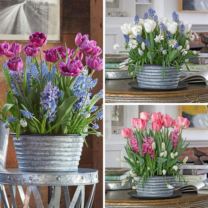 Three Months of Winter Bulb Gardens
